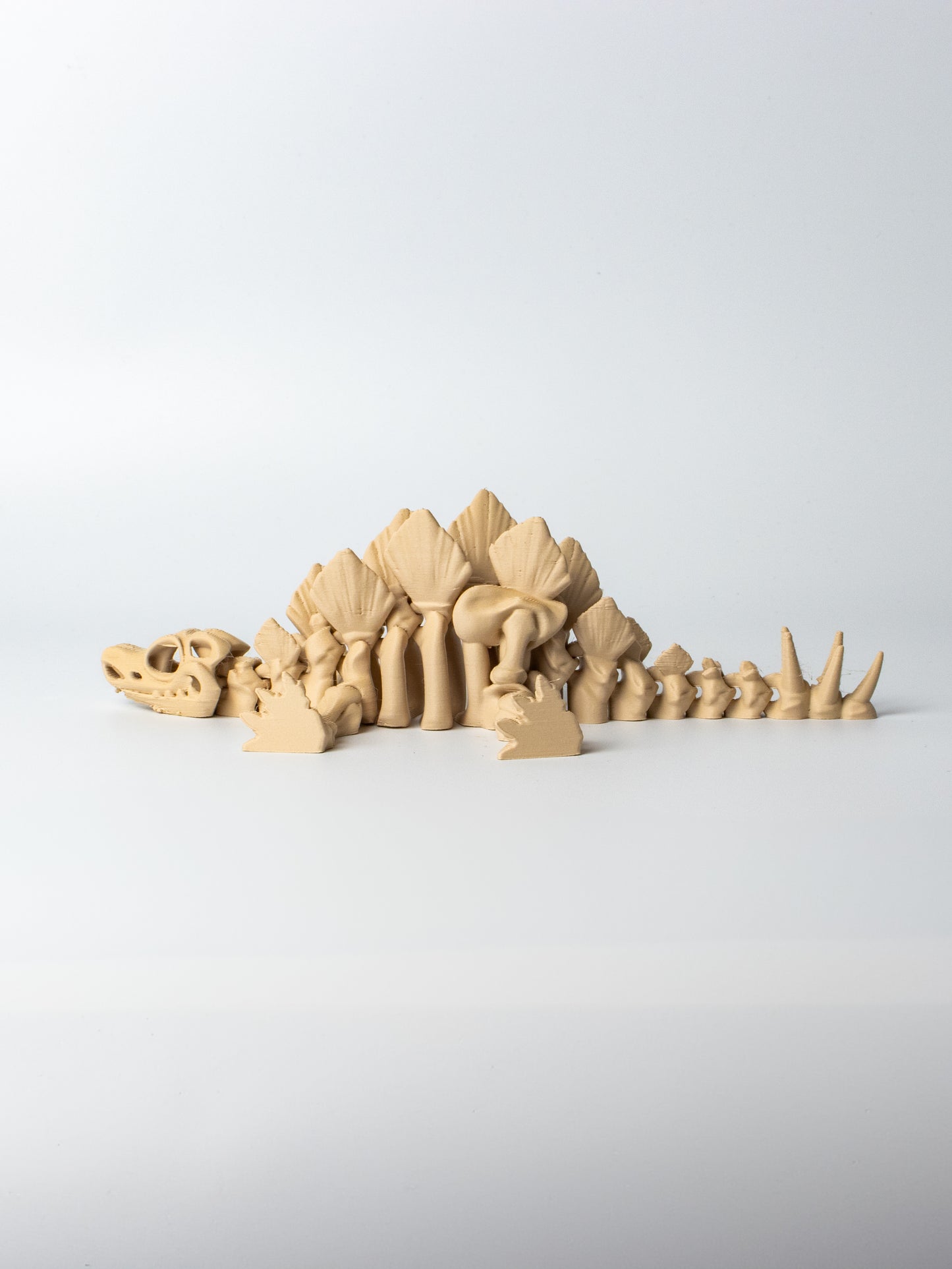 Skeletal Stegosaurus