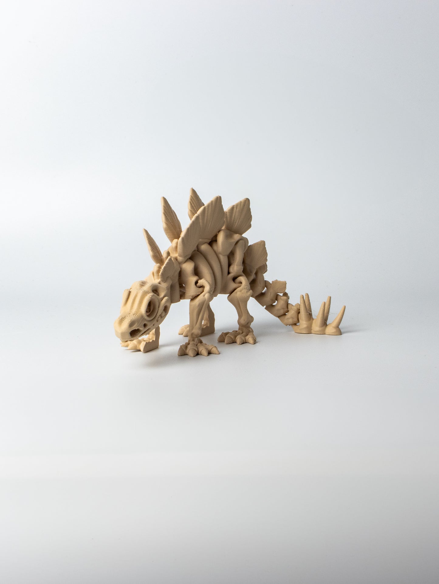 Skeletal Stegosaurus