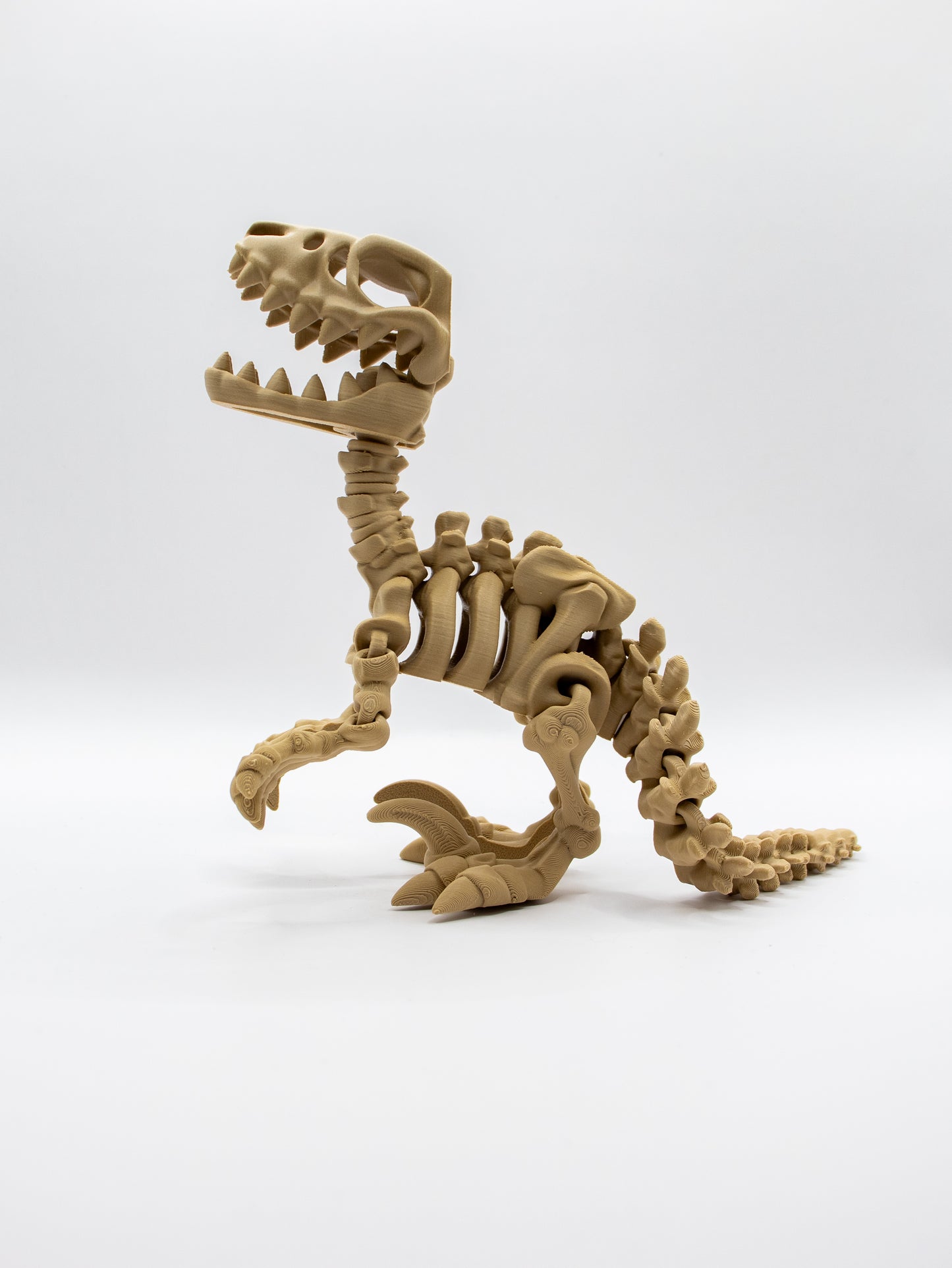Skeletal Velociraptor