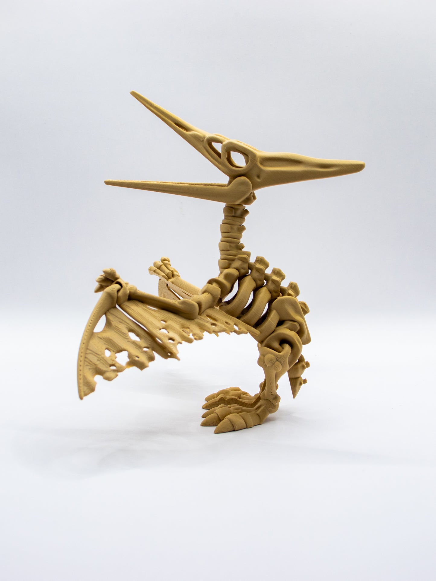 Skeletal Pteranodon