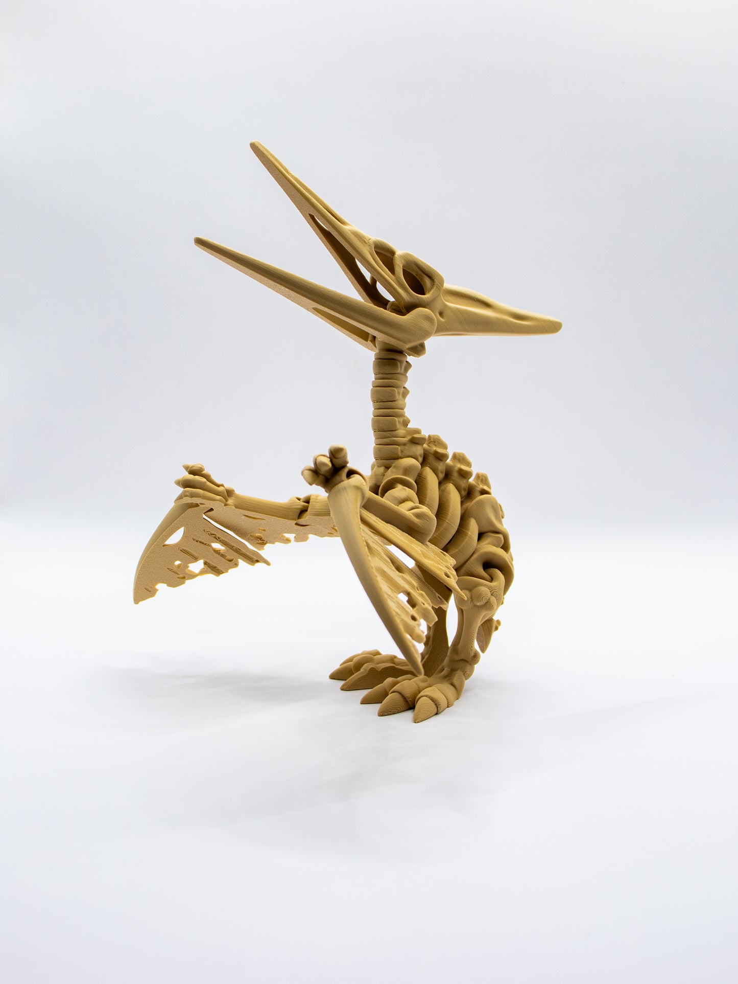 Skeletal Pteranodon