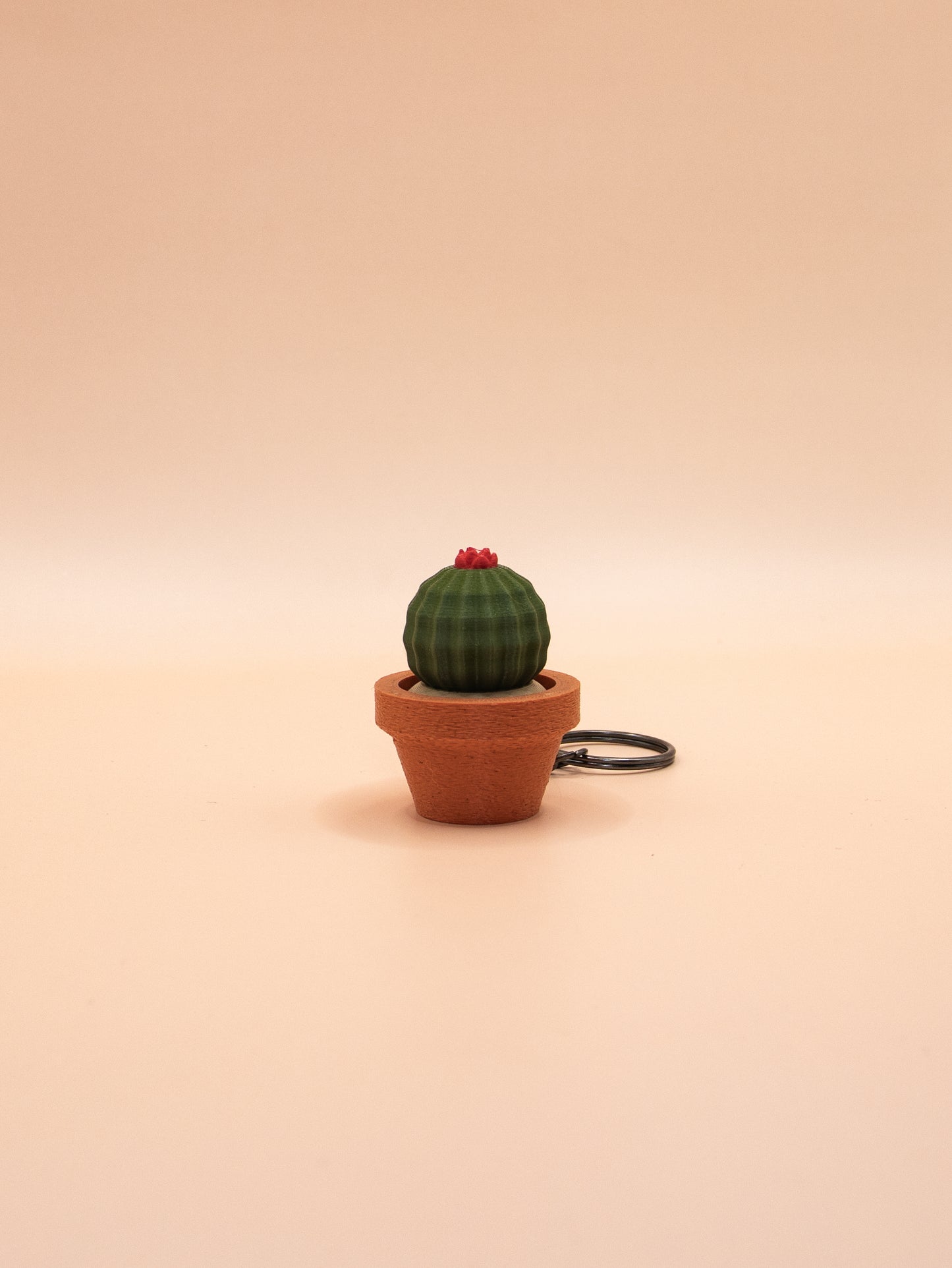 Cactus et Succulentes