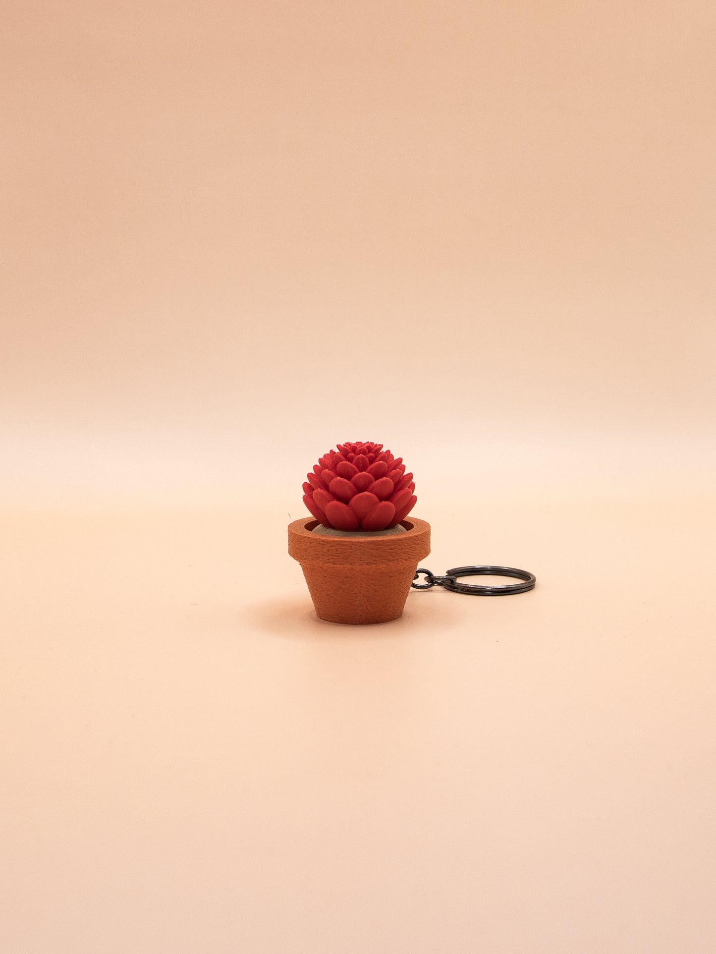 Cactus et Succulentes