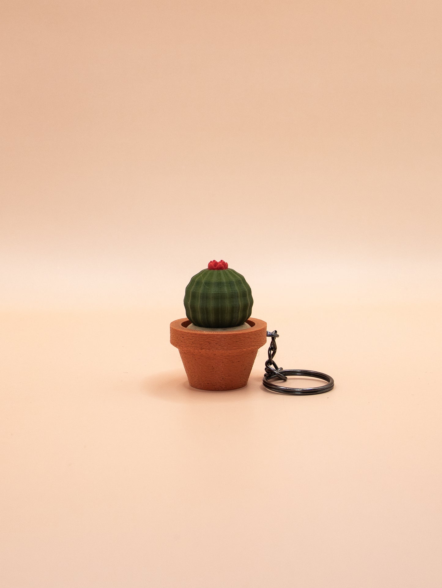 Cactus et Succulentes