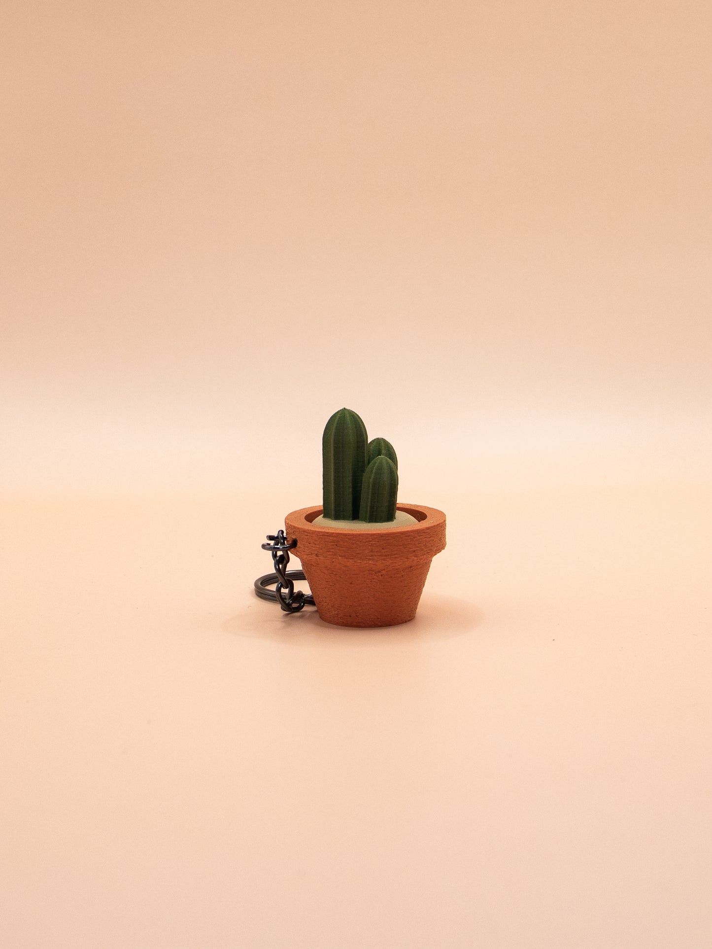 Cactus et Succulentes