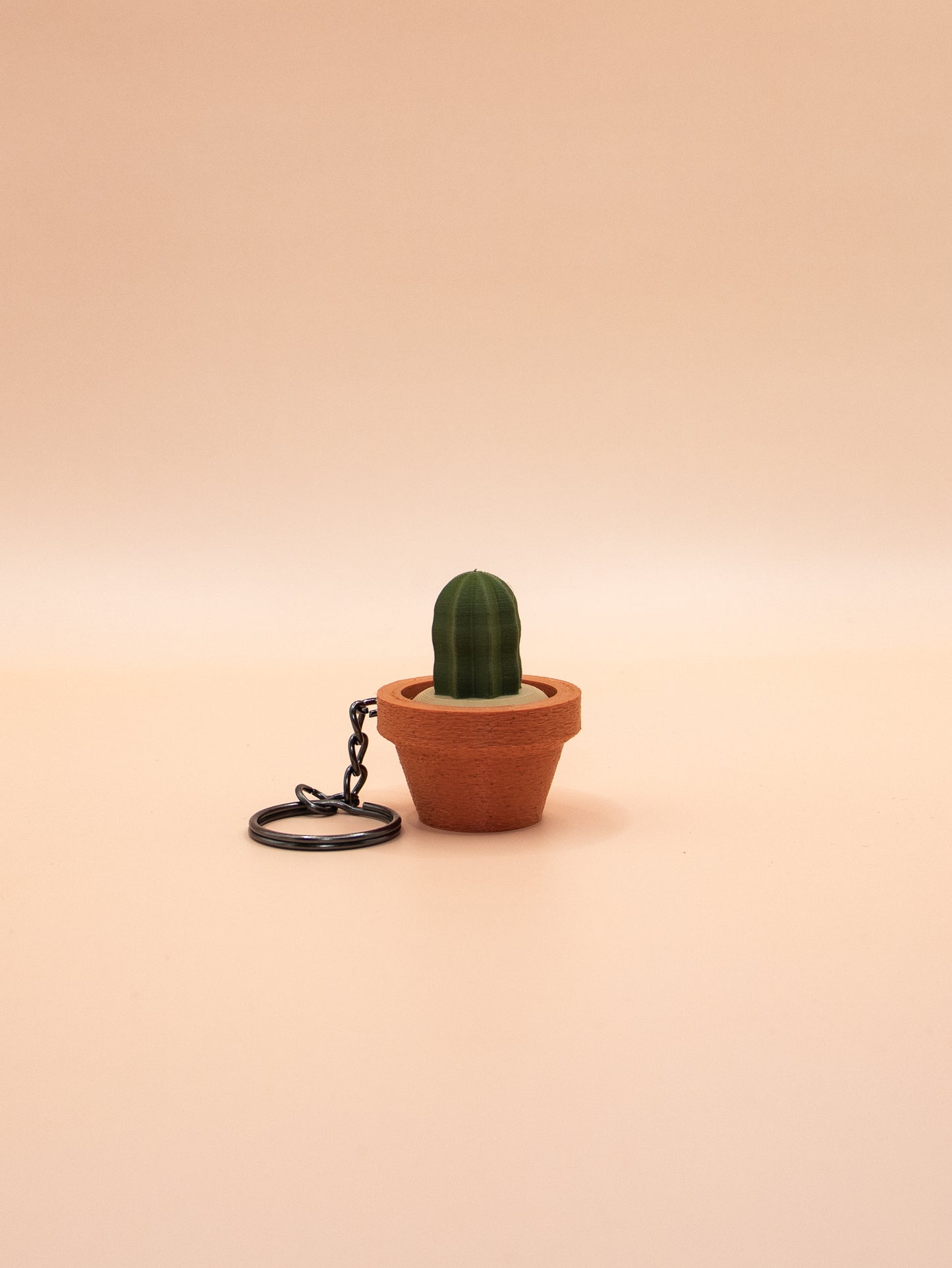 Cactus et Succulentes