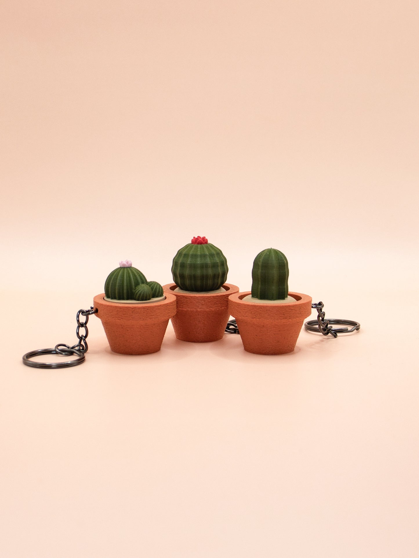 Cactus et Succulentes