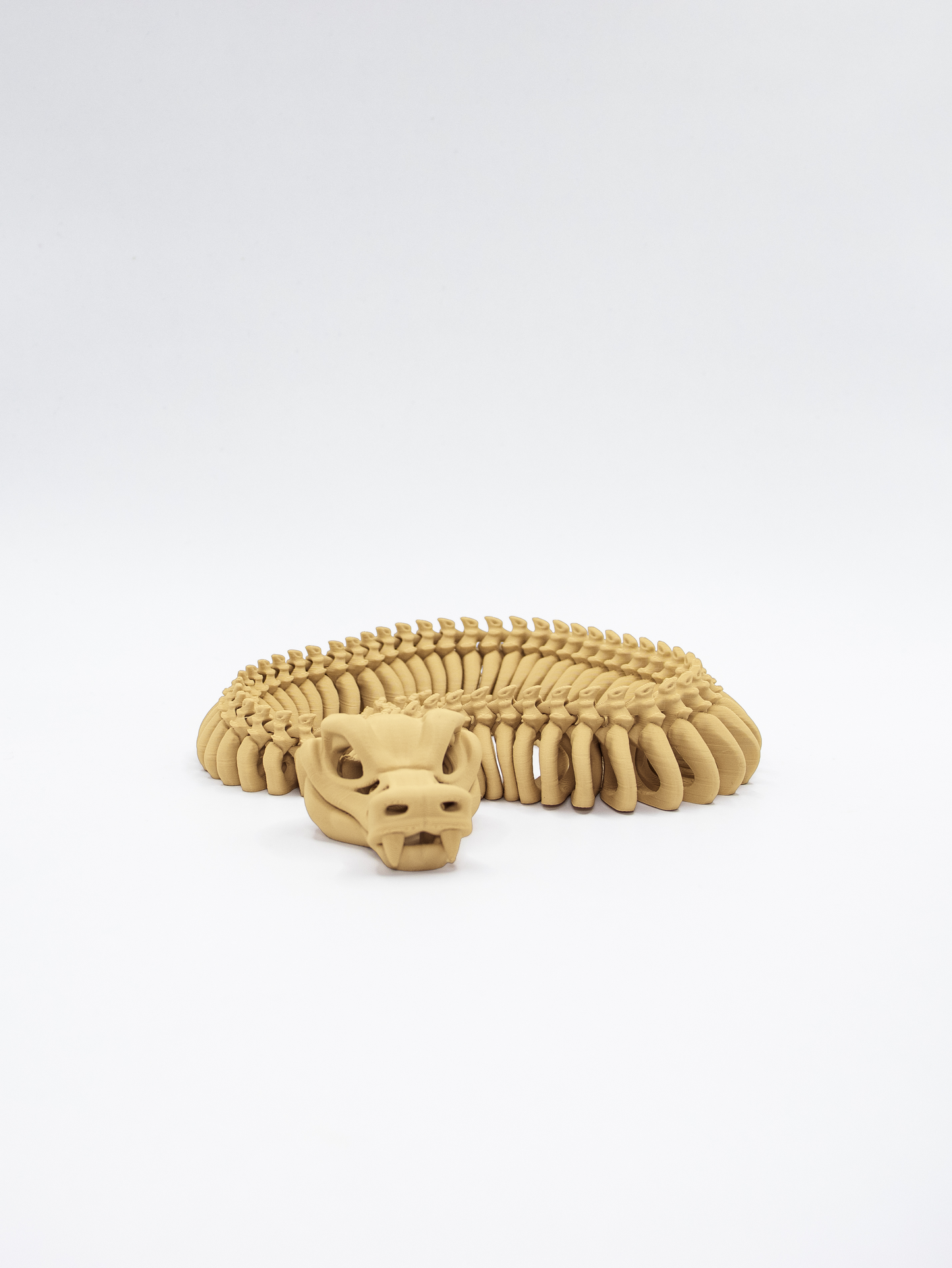 Snake skeleton