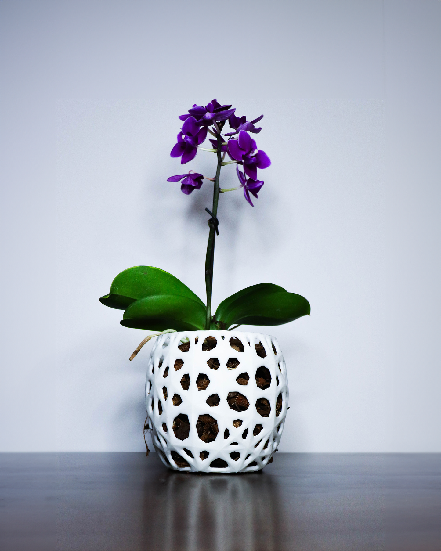 L'orchidée