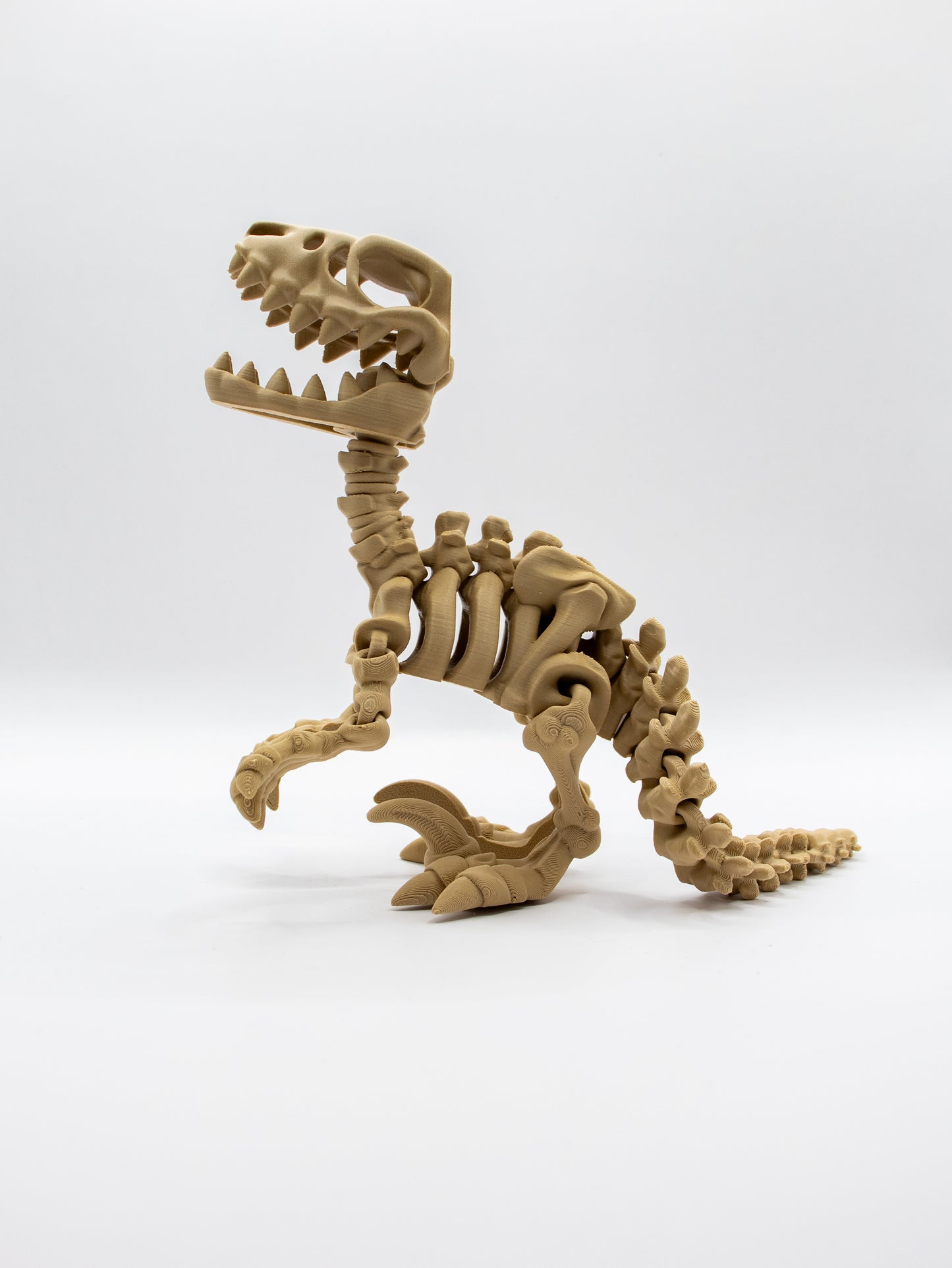 Skeletal  Velociraptor