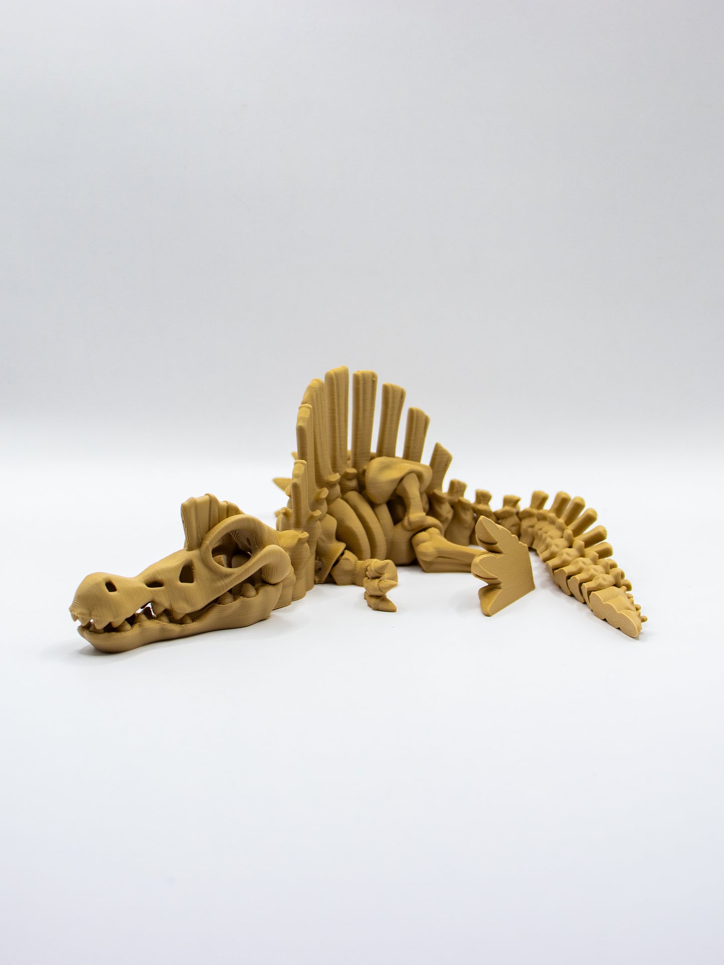 Spinosaurus squelettique