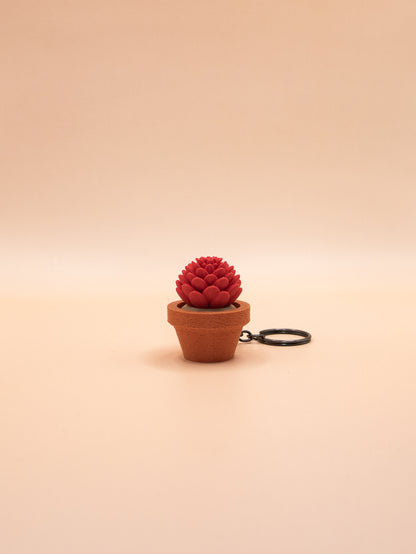 Cactus et Succulentes