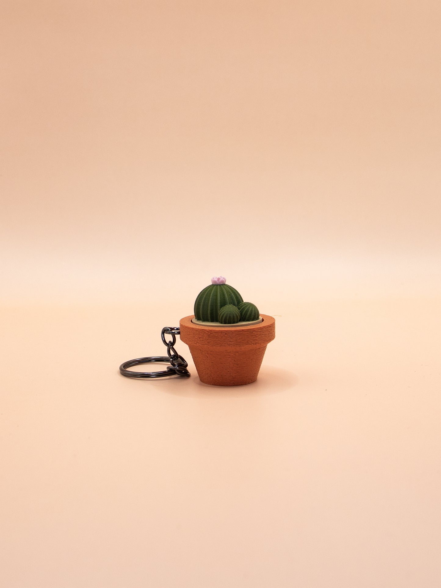 Cactus et Succulentes