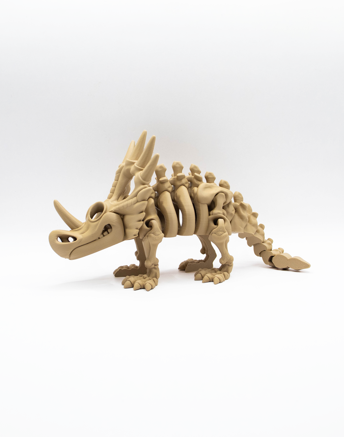 Styracosaure squelettique