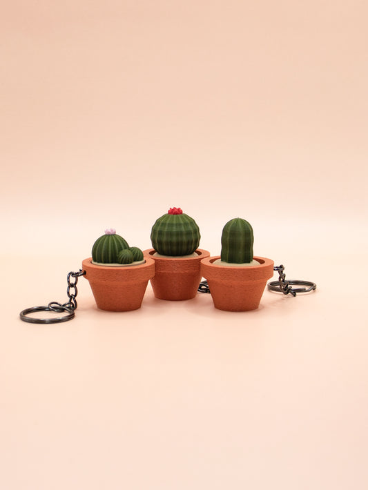 Cactus et Succulentes